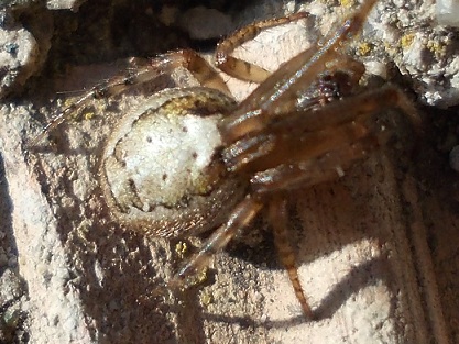 Steatoda e Zigiella